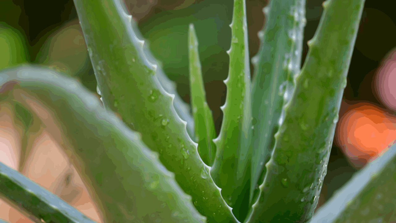 Aloe Vera Benefits For Skin 10+ Amazing Facts You Need To Know